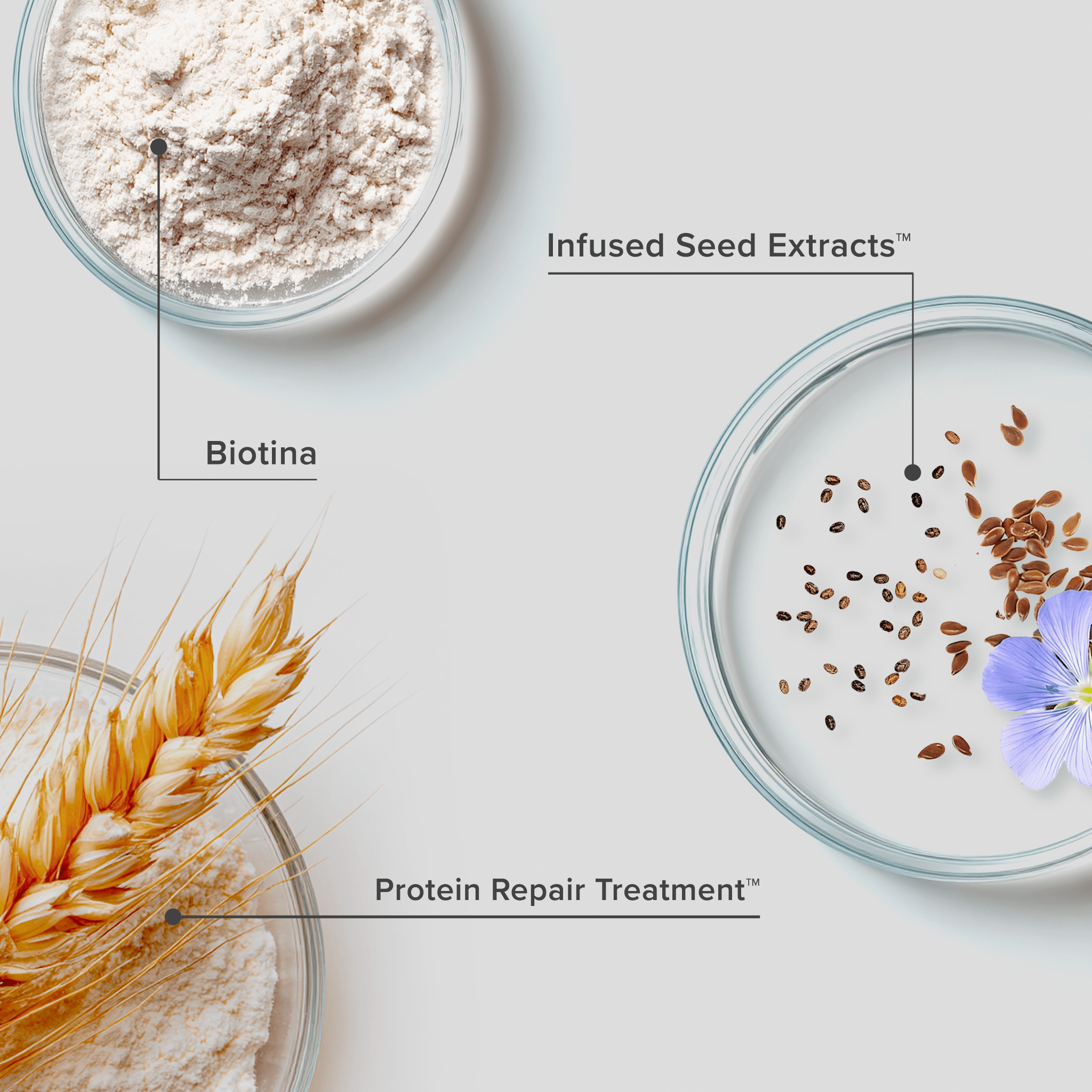 Plaquetas com os principais ativos da Linha Reconstrutora Pro Recovery RX: infused seed extracts, biotina e protein repair treatment.