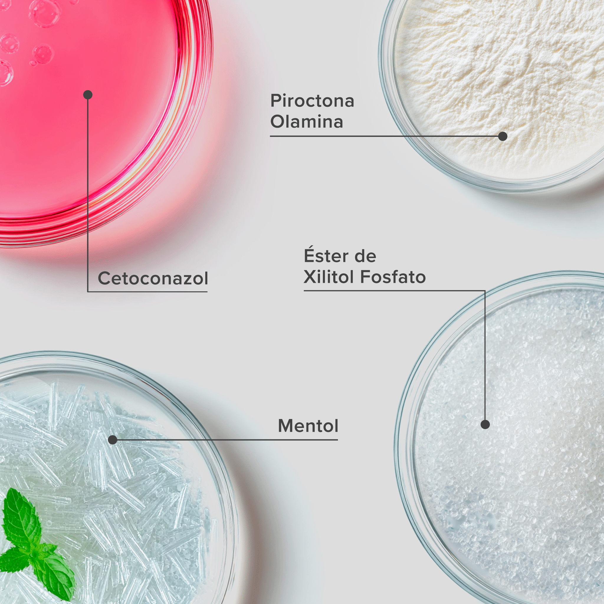 Plaquetas com os principais ativos do Shampoo Anticaspa Scalp Relief: cetaconazol, piroctona olamina, éster de xilitol fosfato e mentol.
